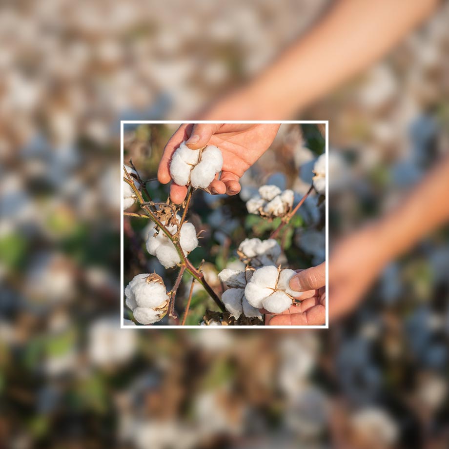 Hände pflücken sanft weiße Baumwollblüten. Die Fasern werden zu weicher, atmungsaktiver Kleidung verarbeitet.