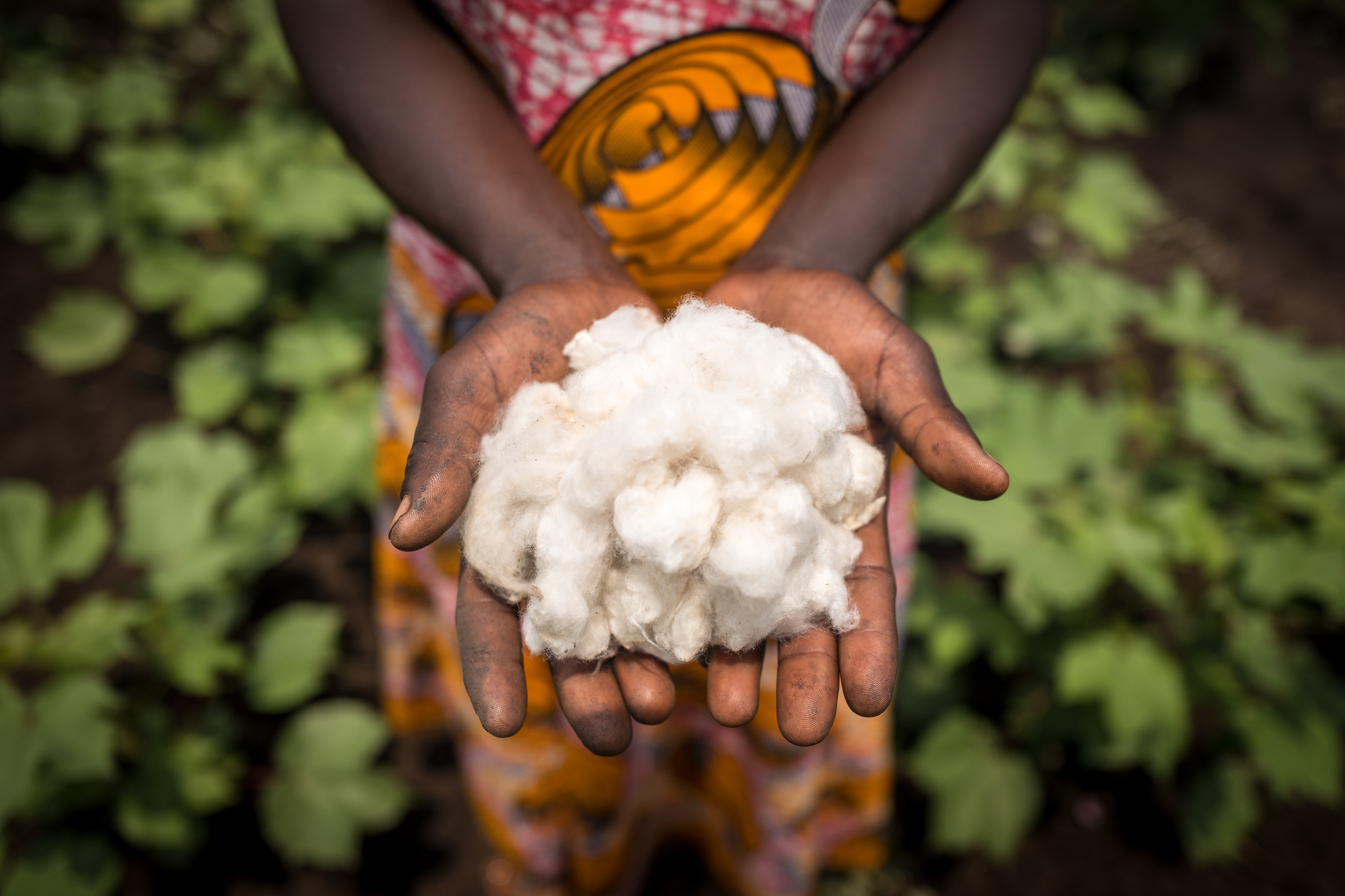 Hände in buntem Kleid halten weiche, weiße Baumwolle vor grünem Hintergrund.