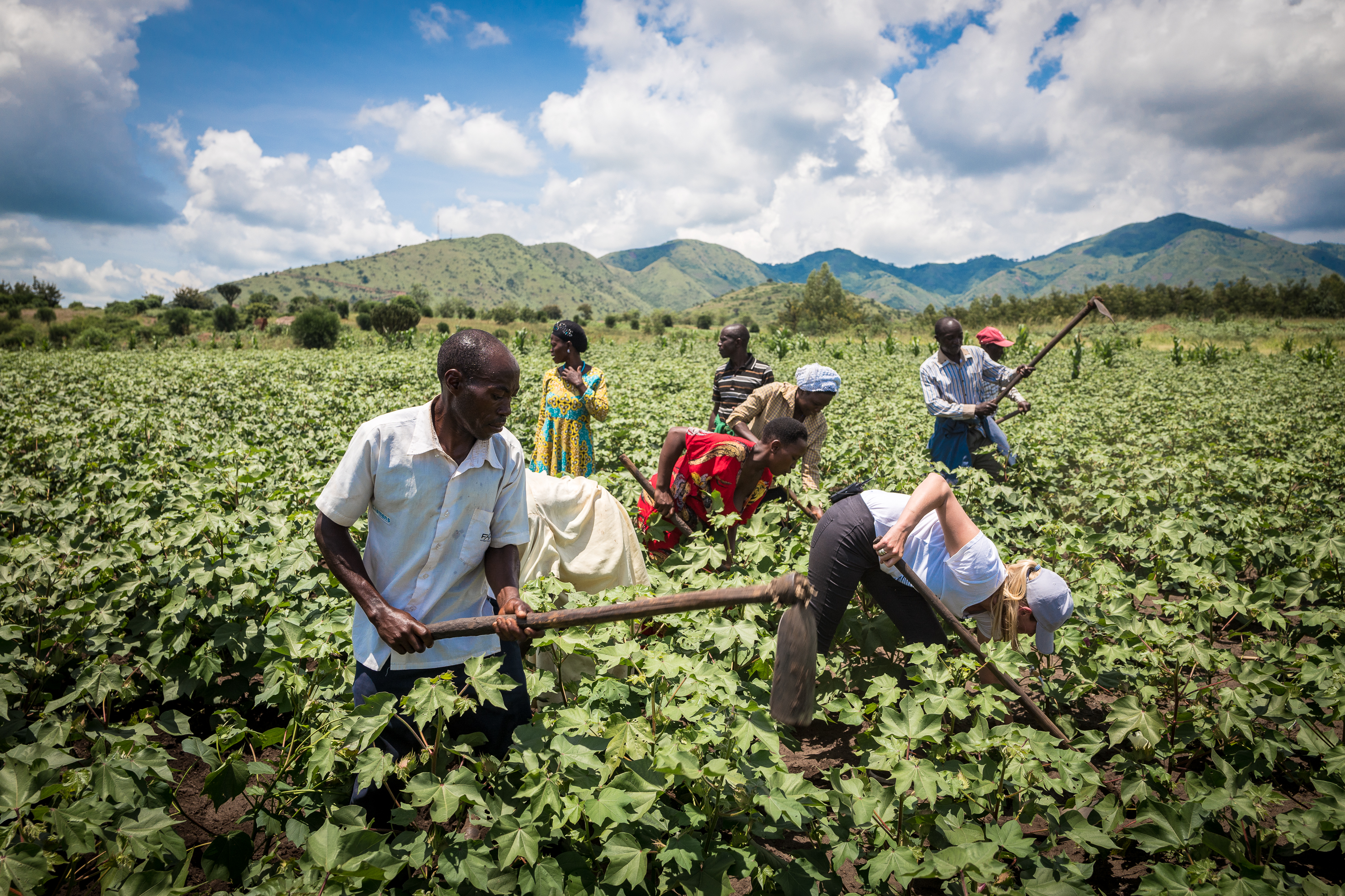 Feldarbeit unter blauem Himmel: Weiße Hemden und rote Tücher kontrastieren mit üppigem Grün.